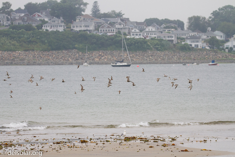 Canon EOS 7D  --  158 mm  --  EF100-400mm f/4.5-5.6L IS II USM  