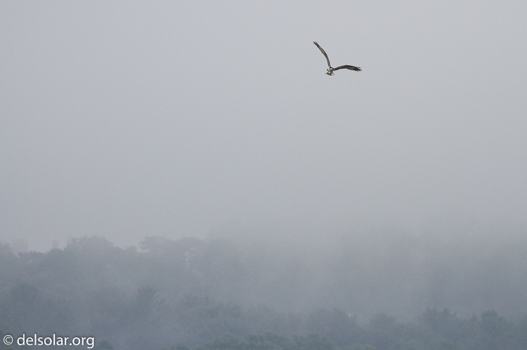 Canon EOS 7D  --  278 mm  --  EF100-400mm f/4.5-5.6L IS II USM  