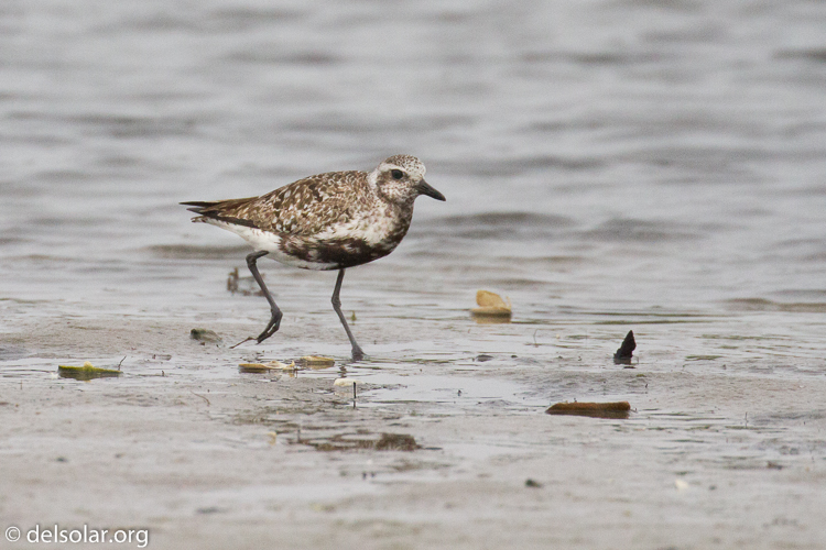 Canon EOS 7D  --  400 mm  --  EF100-400mm f/4.5-5.6L IS II USM  