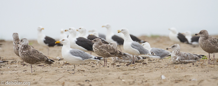Canon EOS 7D  --  300 mm  --  EF100-400mm f/4.5-5.6L IS II USM  