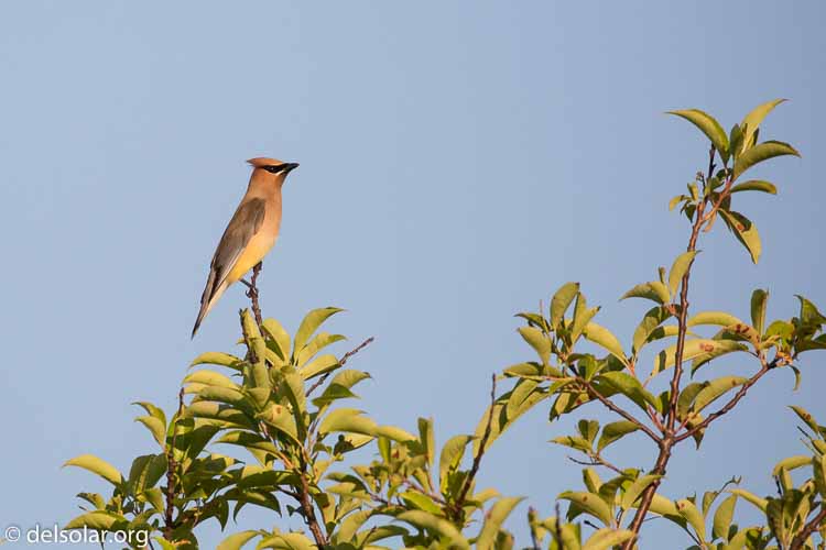 Canon EOS 5D Mark III  --  400 mm  --  EF100-400mm f/4.5-5.6L IS II USM  