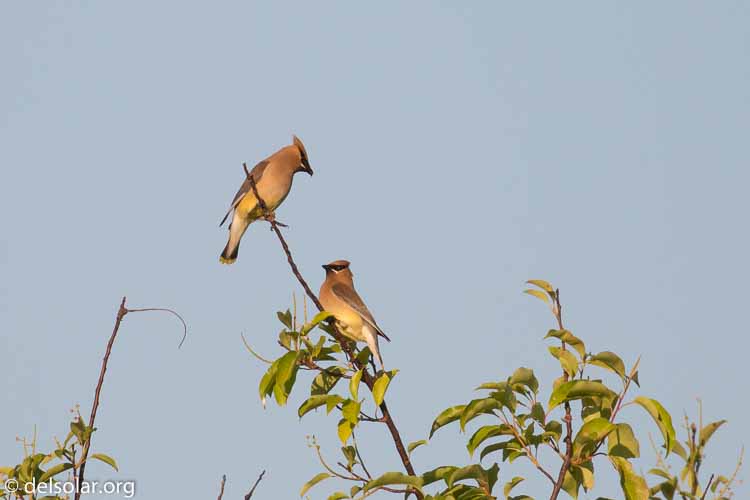 Canon EOS 5D Mark III  --  400 mm  --  EF100-400mm f/4.5-5.6L IS II USM  