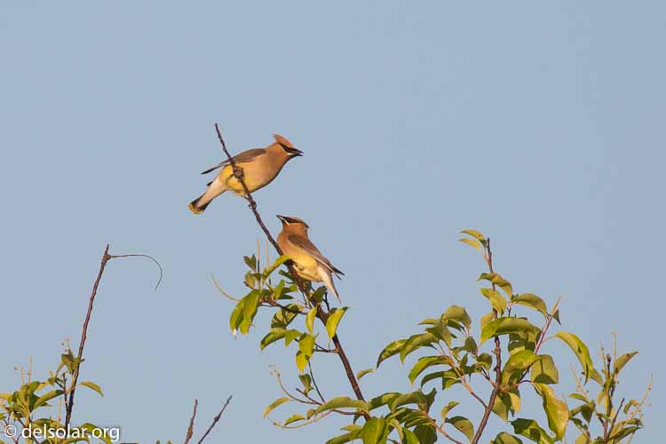 Canon EOS 5D Mark III  --  400 mm  --  EF100-400mm f/4.5-5.6L IS II USM  