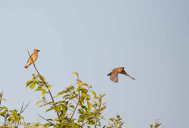 Canon EOS 5D Mark III  --  400 mm  --  EF100-400mm f/4.5-5.6L IS II USM  