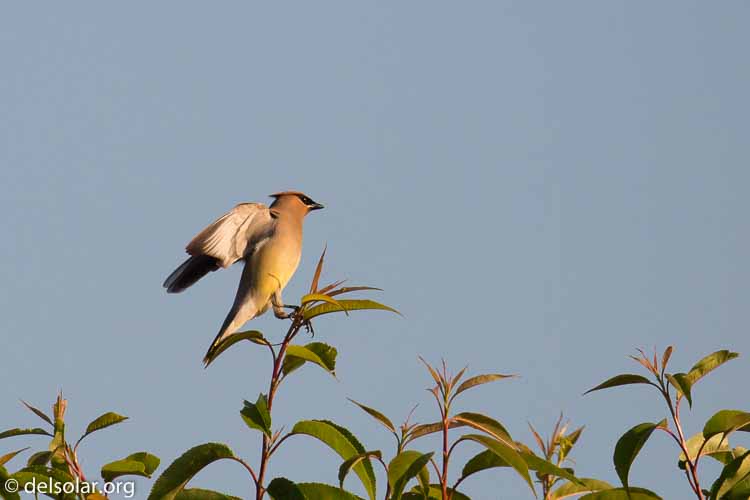 Canon EOS 5D Mark III  --  400 mm  --  EF100-400mm f/4.5-5.6L IS II USM  