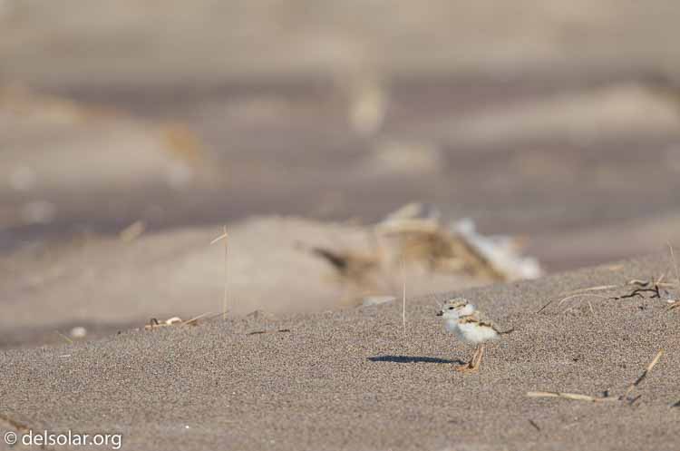 Canon EOS 5D Mark III  --  400 mm  --  EF100-400mm f/4.5-5.6L IS II USM  