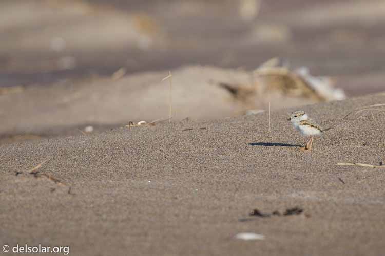 Canon EOS 5D Mark III  --  400 mm  --  EF100-400mm f/4.5-5.6L IS II USM  