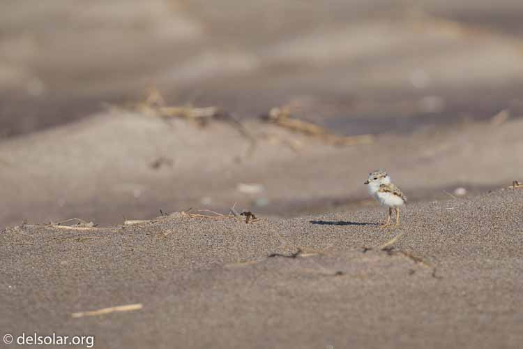 Canon EOS 5D Mark III  --  400 mm  --  EF100-400mm f/4.5-5.6L IS II USM  