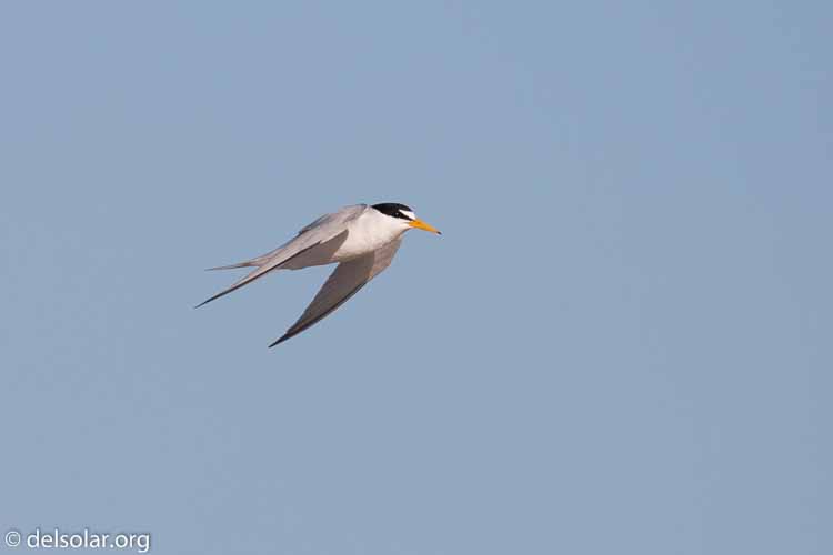 Canon EOS 5D Mark III  --  400 mm  --  EF100-400mm f/4.5-5.6L IS II USM  