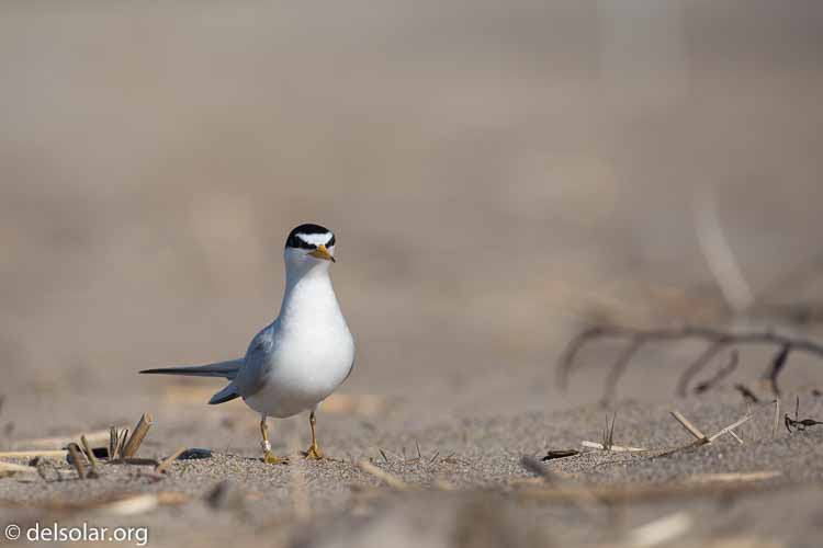 Canon EOS 5D Mark III  --  400 mm  --  EF100-400mm f/4.5-5.6L IS II USM  