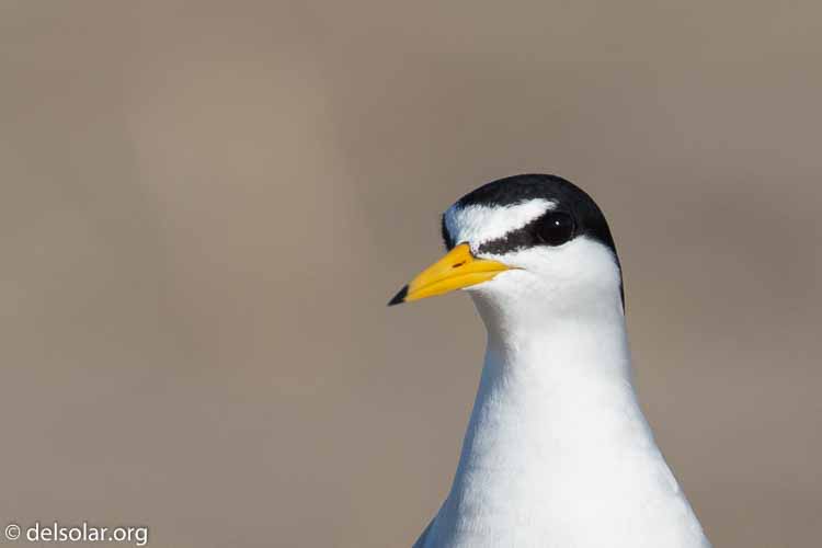 Canon EOS 5D Mark III  --  400 mm  --  EF100-400mm f/4.5-5.6L IS II USM  