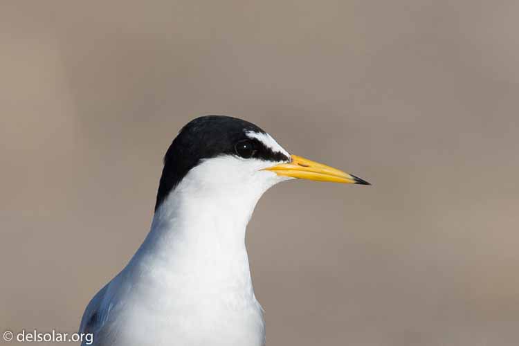 Canon EOS 5D Mark III  --  400 mm  --  EF100-400mm f/4.5-5.6L IS II USM  