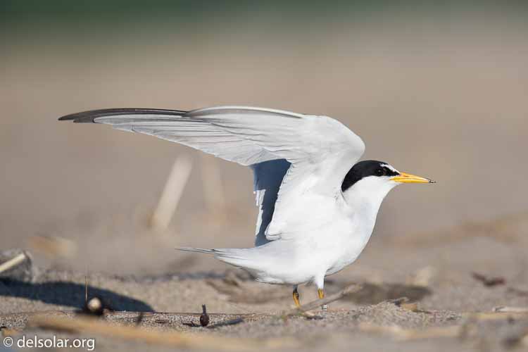 Canon EOS 5D Mark III  --  400 mm  --  EF100-400mm f/4.5-5.6L IS II USM  