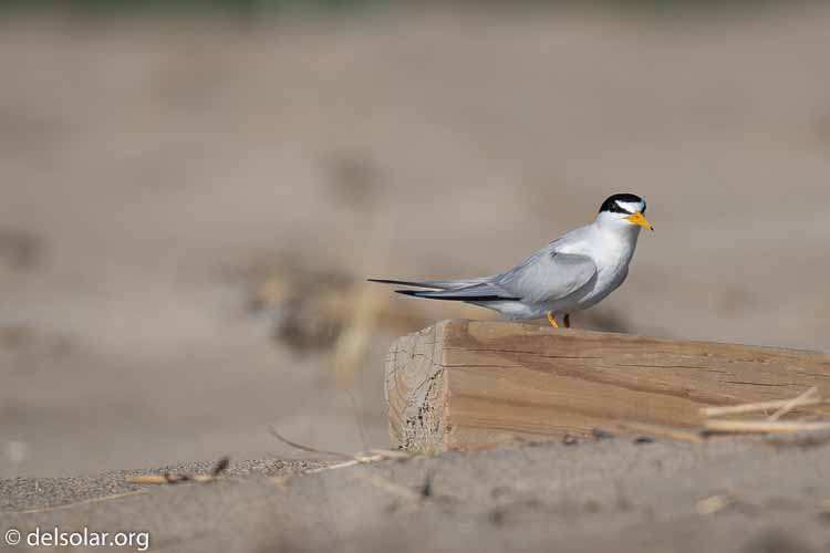 Canon EOS 5D Mark III  --  400 mm  --  EF100-400mm f/4.5-5.6L IS II USM  