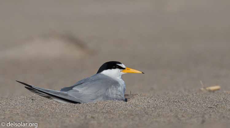 Canon EOS 5D Mark III  --  400 mm  --  EF100-400mm f/4.5-5.6L IS II USM  