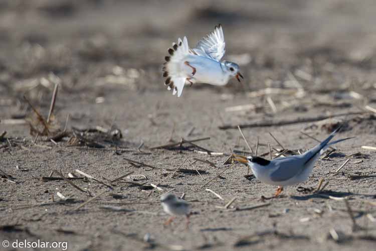 Canon EOS 5D Mark III  --  400 mm  --  EF100-400mm f/4.5-5.6L IS II USM  