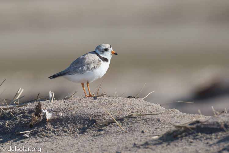 Canon EOS 5D Mark III  --  400 mm  --  EF100-400mm f/4.5-5.6L IS II USM  