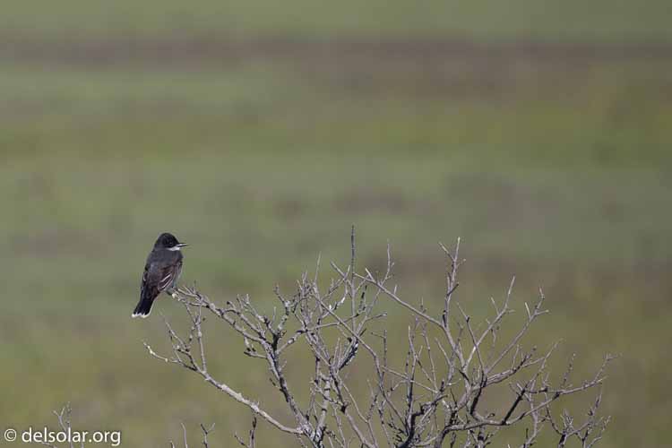 Canon EOS 5D Mark III  --  400 mm  --  EF100-400mm f/4.5-5.6L IS II USM  