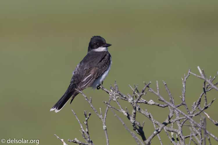 Canon EOS 5D Mark III  --  400 mm  --  EF100-400mm f/4.5-5.6L IS II USM  