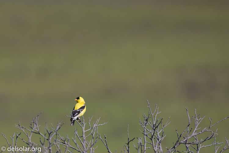 Canon EOS 5D Mark III  --  400 mm  --  EF100-400mm f/4.5-5.6L IS II USM  