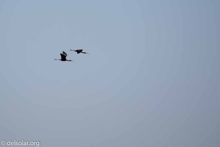 Canon EOS 5D Mark III  --  400 mm  --  EF100-400mm f/4.5-5.6L IS II USM  