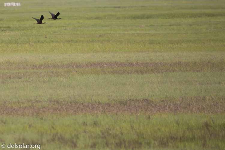 Canon EOS 5D Mark III  --  400 mm  --  EF100-400mm f/4.5-5.6L IS II USM  