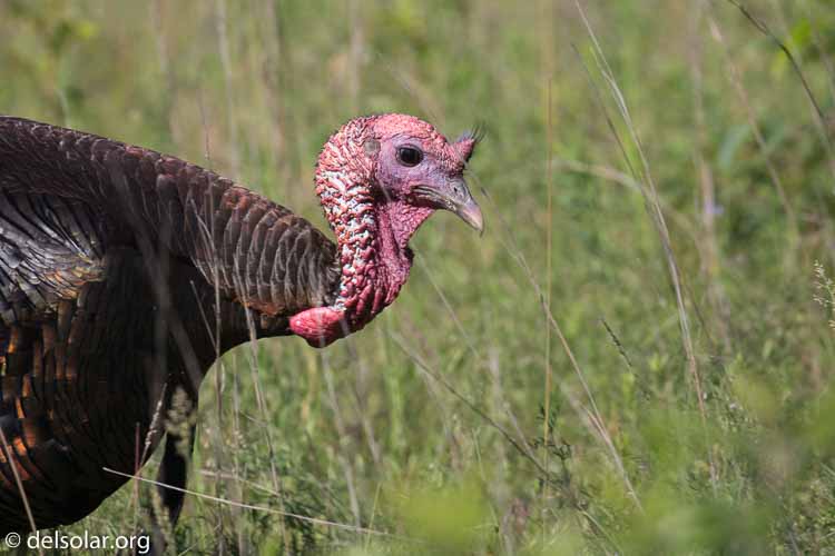 Canon EOS 5D Mark III  --  400 mm  --  EF100-400mm f/4.5-5.6L IS II USM  