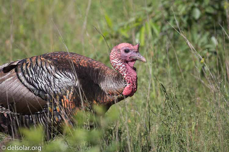 Canon EOS 5D Mark III  --  400 mm  --  EF100-400mm f/4.5-5.6L IS II USM  