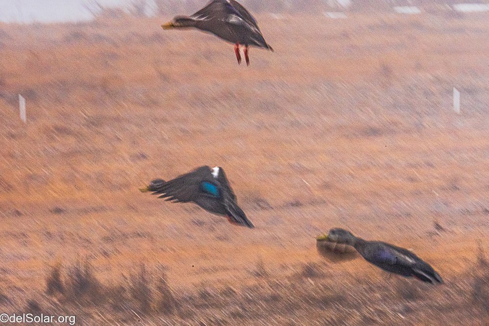 American Black Duck, birds  1/320 sec at f / 32