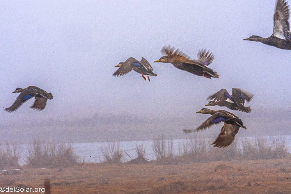 American Black Duck, birds  1/320 sec at f / 40
