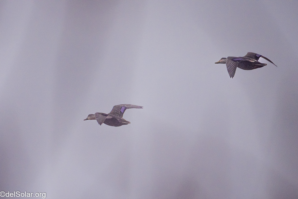 American Black Duck, birds  1/1600 sec at f / 8.0