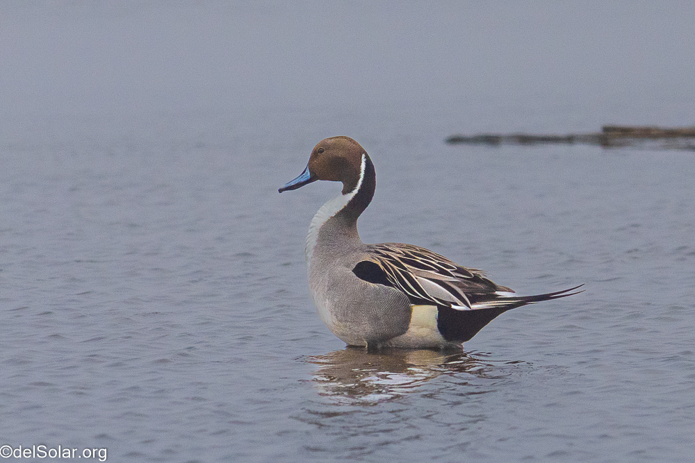 Northern Pintail  1/3200 sec at f / 8.0