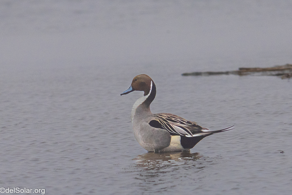 Northern Pintail  1/3200 sec at f / 8.0