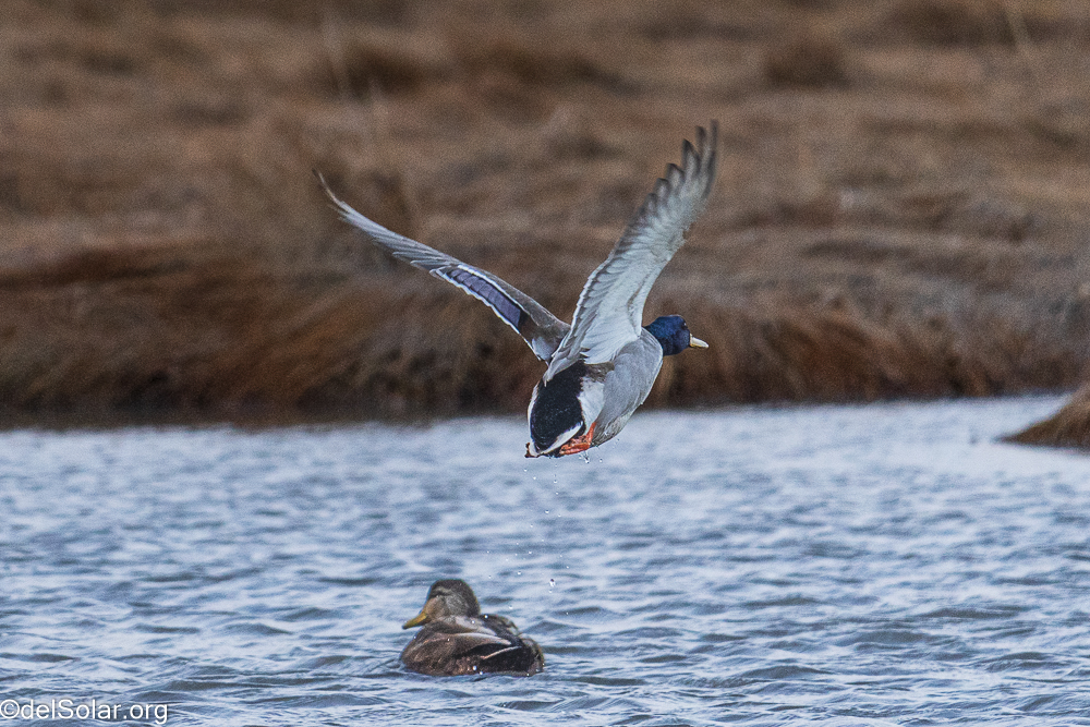 Mallard, birds  1/1250 sec at f / 8.0