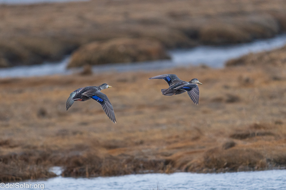 American Black Duck, birds  1/1250 sec at f / 8.0
