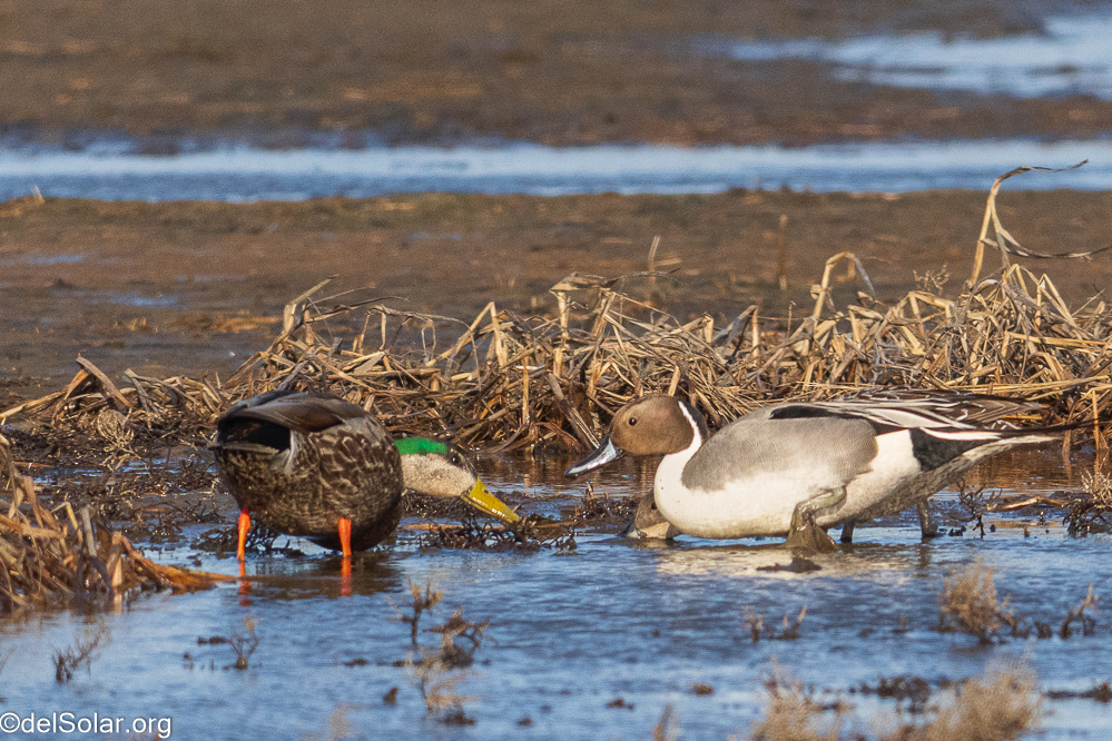 Northern Pintail  1/3200 sec at f / 8.0