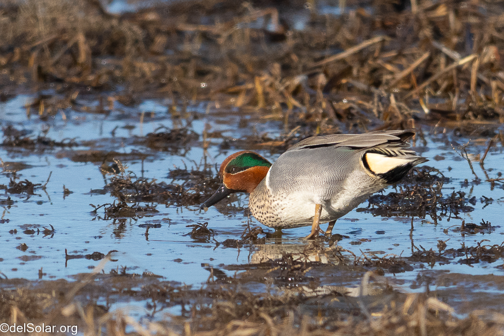 Northern Pintail  1/3200 sec at f / 8.0
