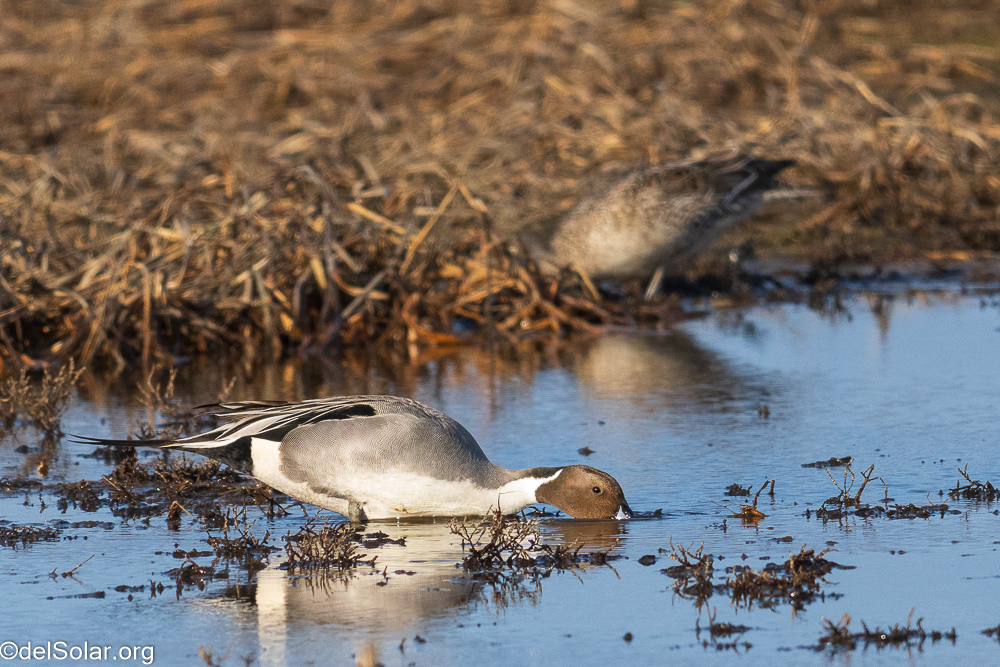 Northern Pintail  1/3200 sec at f / 8.0