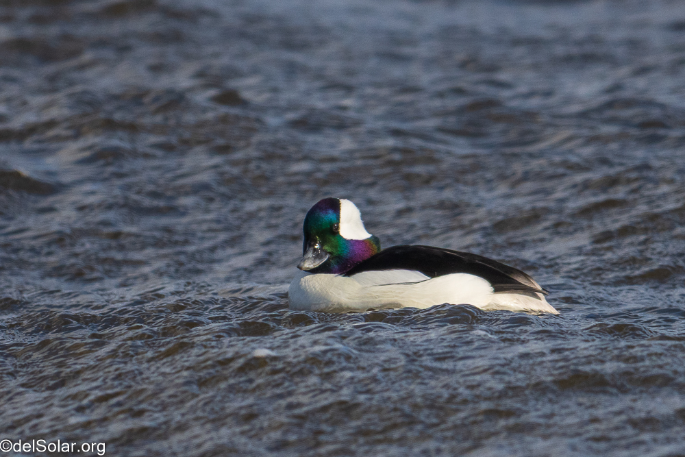 Bufflehead, birds  1/2500 sec at f / 8.0