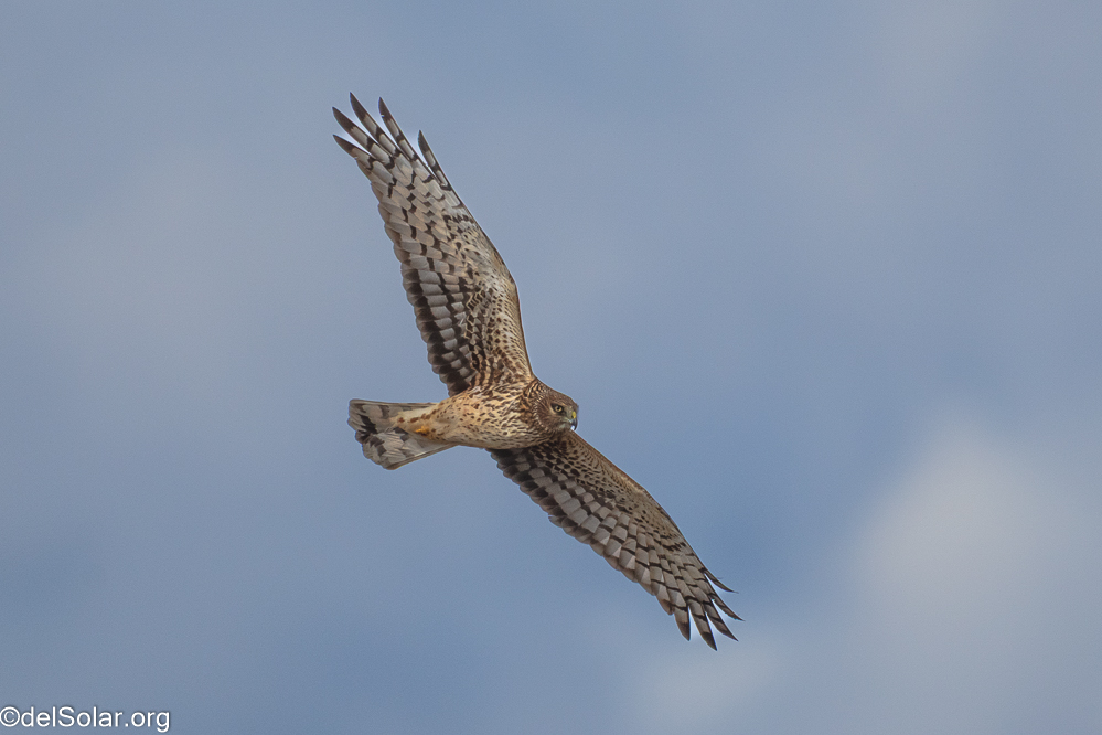 Northern Harrier, birds  1/2500 sec at f / 8.0