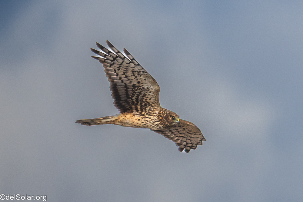 Northern Harrier, birds  1/2500 sec at f / 8.0