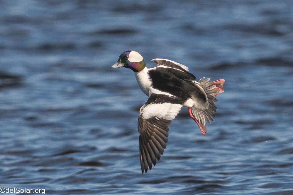 Bufflehead, birds  1/1600 sec at f / 8.0