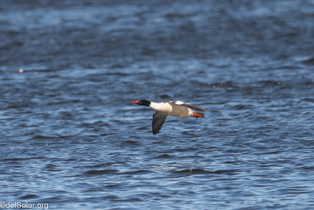 Common Merganser, birds  1/1600 sec at f / 8.0
