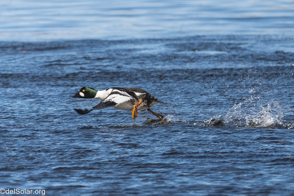 Common Goldeneye, birds  1/1600 sec at f / 8.0