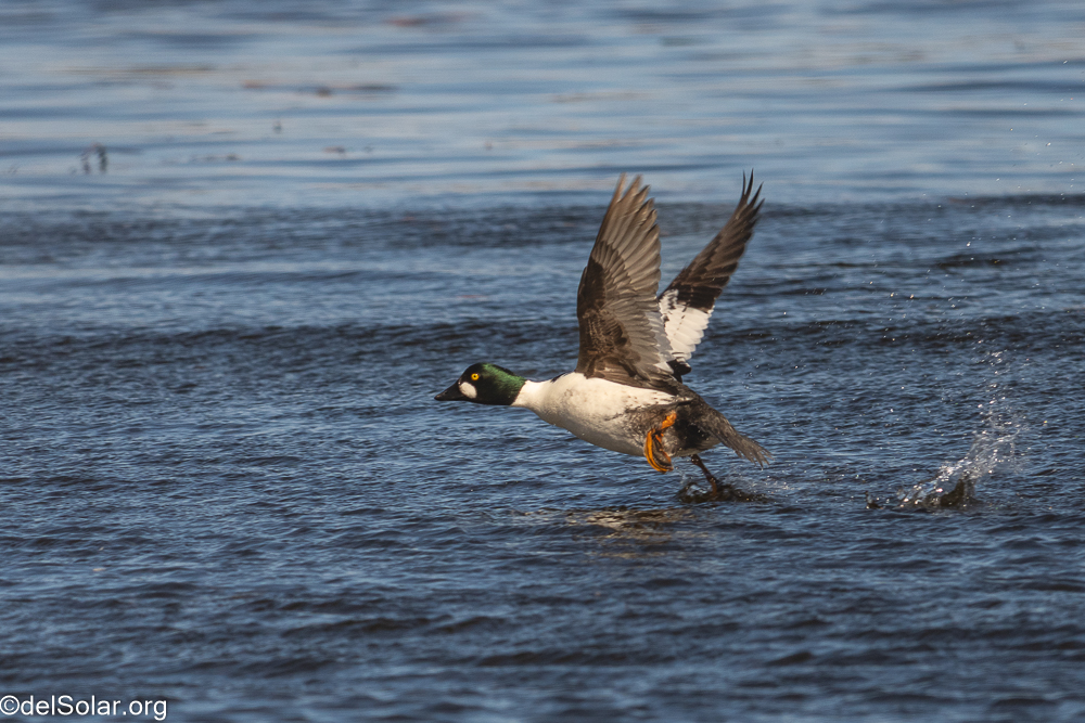 Common Goldeneye, birds  1/1600 sec at f / 8.0