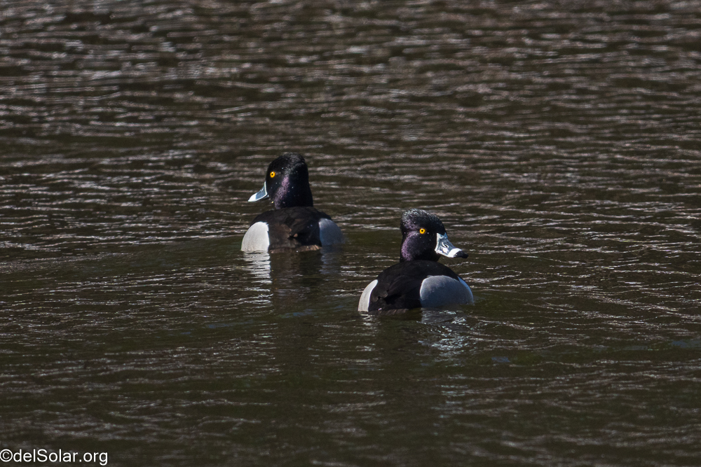 Ring-necked Duck, birds  1/2000 sec at f / 8.0