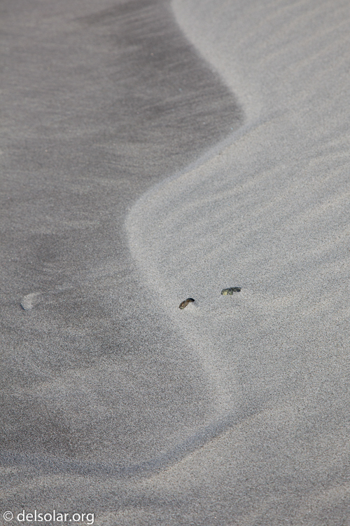 Canon EOS 5D Mark II  --  96 mm  --  EF24-105mm f/4L IS USM  