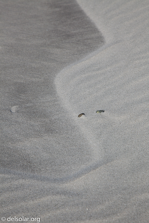 Canon EOS 5D Mark II  --  105 mm  --  EF24-105mm f/4L IS USM  