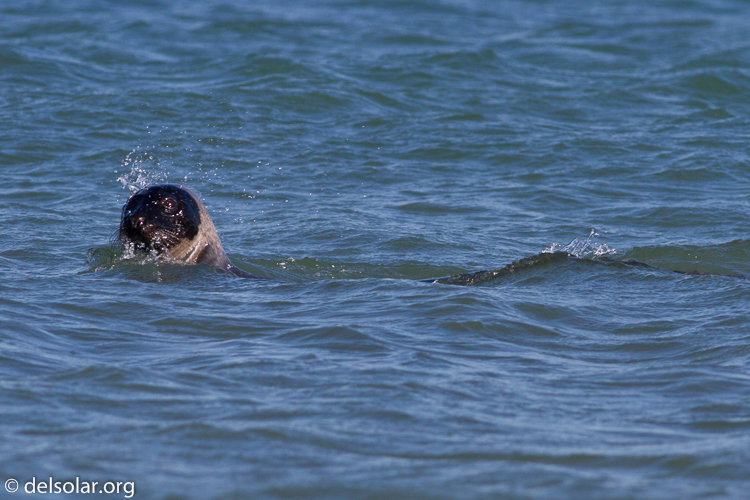 Canon EOS 7D  --  400 mm  --  EF400mm f/5.6L USM  