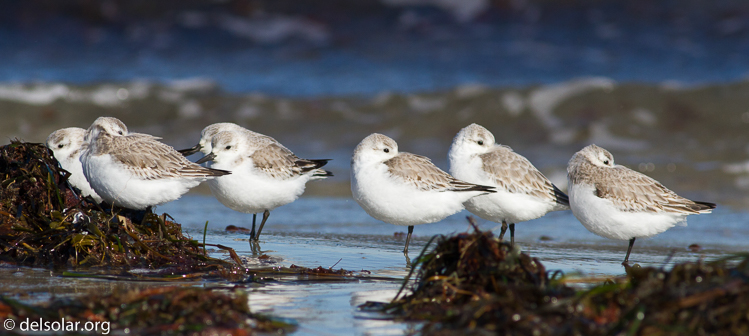 Canon EOS 7D  --  400 mm  --  EF400mm f/5.6L USM  